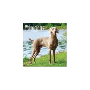  Weimaraners 2009 Wall Calendar