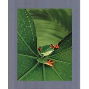 Tree Frog by Renee Lynn 10x12 