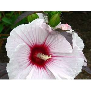  Copper King Perennial Hibiscus   Potted   Colorful 