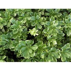  Pachysandra t. Silver Edge (Silveredge) {50 Bare Root 