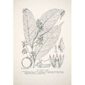   Liberia Africa Botany   Original In Text Lithograph