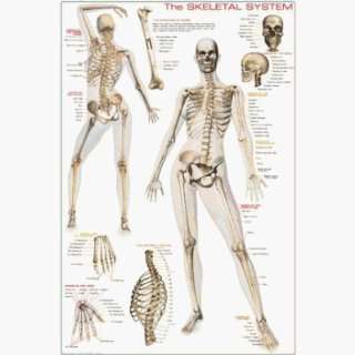  Safari 20165 The Skeletal System Poster   Pack Of 3