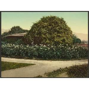   Gold of Ophir roses,garden,Carmelita,Pasadena,CA,c1898