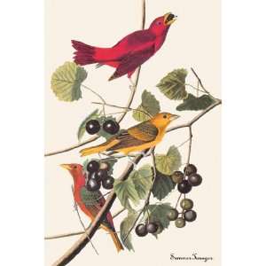  Summer Tanager by John Woodhouse Audubon 12x18 Kitchen 