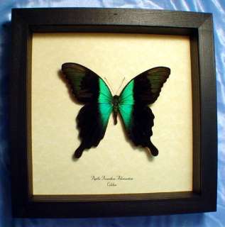 Species Papilio peranthus adamantius Native Origin Celebes