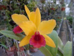 Orchid Plant Lc. Gold Digger Orchid Jungle Fl Sz  