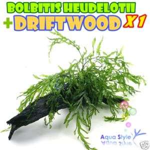 Bolbitis heudelotii+Driftwood  Live aqua plant (DM008)  