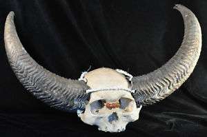 Naga Tribe Human Trophy Skull Reproduction~  