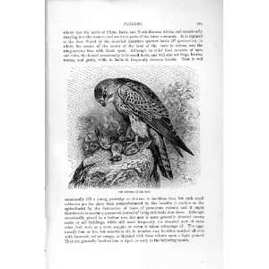    NATURAL HISTORY 1895 KESTREL FALCON BIRD PREY PRINT