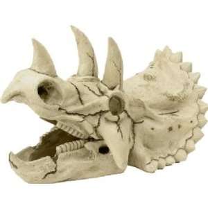 Triceratops Dinosaur Skull   Standard   Size 8 x 4 x 5 (LxDxH 