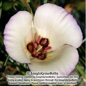    Calochortus Symphony   10 bulbs   4+ cm Patio, Lawn & Garden