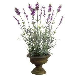  16.5 Lavender in Footed Paper Mache Pot Lavender (Pack of 