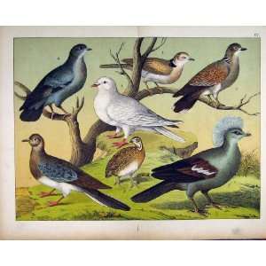    1878 Schubert Nature Wild Birds Pigeon Colour Print