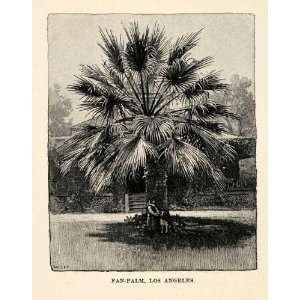1902 Wood Engraving Fan Palm Los Angeles California USA Tree Child Dog 