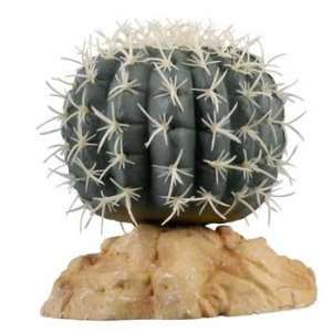  R Zilla Mex Pincushion Cactus 4