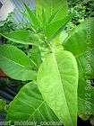 500 Havana Tobacco seeds seed FREE how to grow booklet