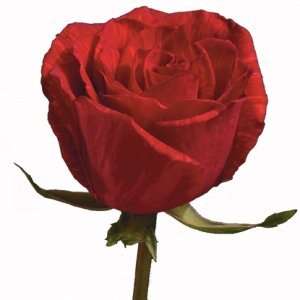  200 Premium Long Stem Roses Red Patio, Lawn & Garden