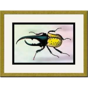  Gold Framed/Matted Print 17x23, Horned Beetle #1