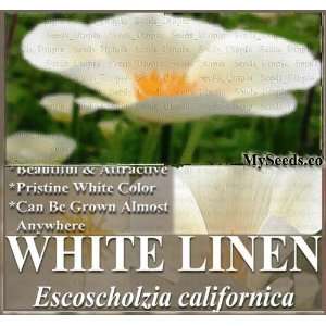  600 CALIFORNIA POPPY ~ WHITE LINEN ~ Flower Seeds 