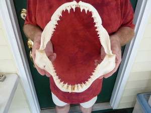 SJ 278 20) RARE 12 PORBEAGLE SHARK jaw sharks jaws teeth (Lamna 