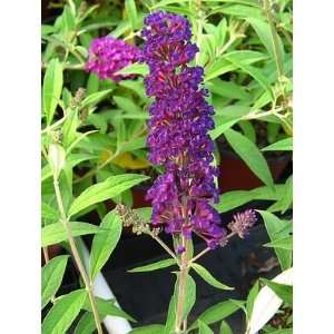  BUTTERFLY BUSH ATTRACTION / 3 gallon Potted Patio, Lawn 