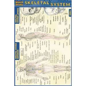     Inc. 9781572227620 Skeletal System  Pack of 3