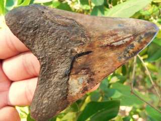 Megalodon fossil shark tooth teeth KILLER COLORS   