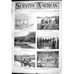   Scientific American Work America Fish Fisheries Shad Fry Potomac River