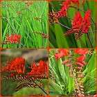 Lot of 2 Perennial Bulbs LUCIFER CROCOSMIAS FIRE LILY Hardy RED FIRE 