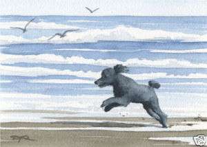 BLACK POODLE Watercolor Dog Art ACEO Print Signed DJR  