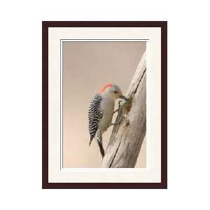  Redbellied Woodpecker Nebraska Framed Giclee Print