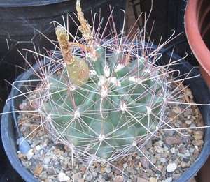 Ferocactus hamatacanthus Most Cold Hardy Ferocactus 1  