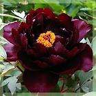 light black flower china s poppy peony seeds paeonia suffruticosa