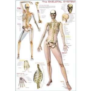  Nasco   Skeletal System Poster Industrial & Scientific
