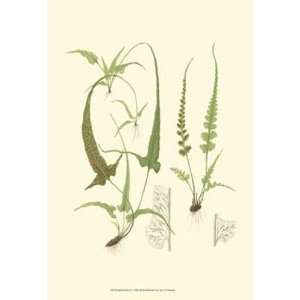 Spring Ferns II by J. Howard Miller 13x19