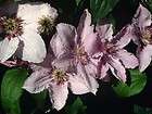 clematis plant  