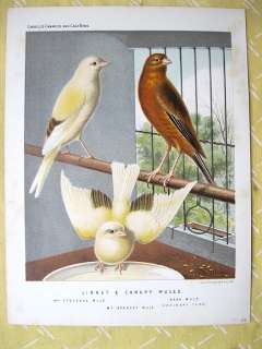 Vintage Print,Cassells Canaries,CANARY MULES,C.1870  
