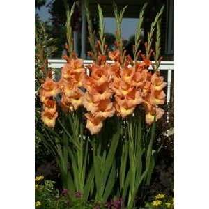  Gladiola Finishing Touch 14 up cm. 500 pack Patio, Lawn 