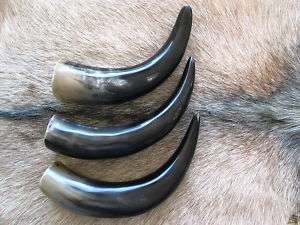 NEW POLISHED COW WATER BUFFALO HORN TAXIDERMY S/3 L12  