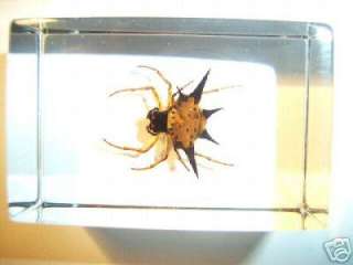 Real Spiny Spider( Gasteracantha sp. ) specimen encased in our 