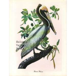  Brown Pelican (8 1/2 by 11 1/2 Color Print) Everything 