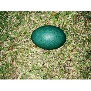  Beautiful Green Emu Eggs Blown Out And Cleaned Health 