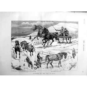   Sledging Isle Bute Horses Snow Grey Colt Old Print