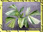 Palm Caryota Mitis Lour Grade A Variegate leaf ^Rare^
