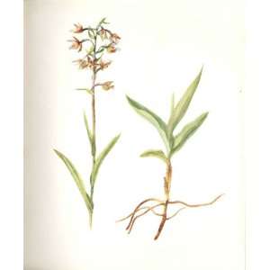   Perrin Ltd Ed 1914 Flowering Plant Marsh Helleborine