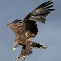 Spend Vouchers on Falconry UK – Birds of Prey Centre, Thirsk   Tesco 