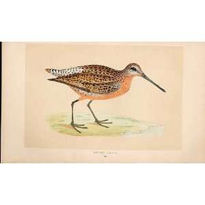  Brown Snipe British Birds 1St Ed Morris 1851