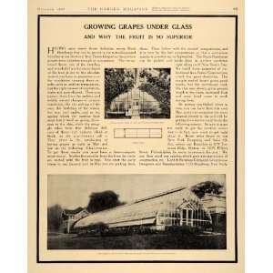  1907 Article Grape Growing Plans Glass Grapery Indoor 