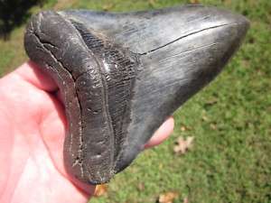 16+ MEGALODON SHARK Tooth Fossil Megladon Teeth USA  