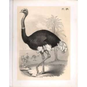  The Ostrich From Science Of Birds 1878 Jasper